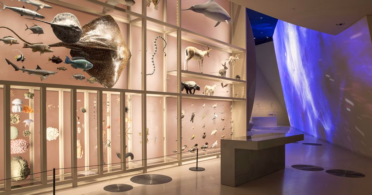 Národní muzeum ukáže 24. srpna mořské ekosystémy Kataru